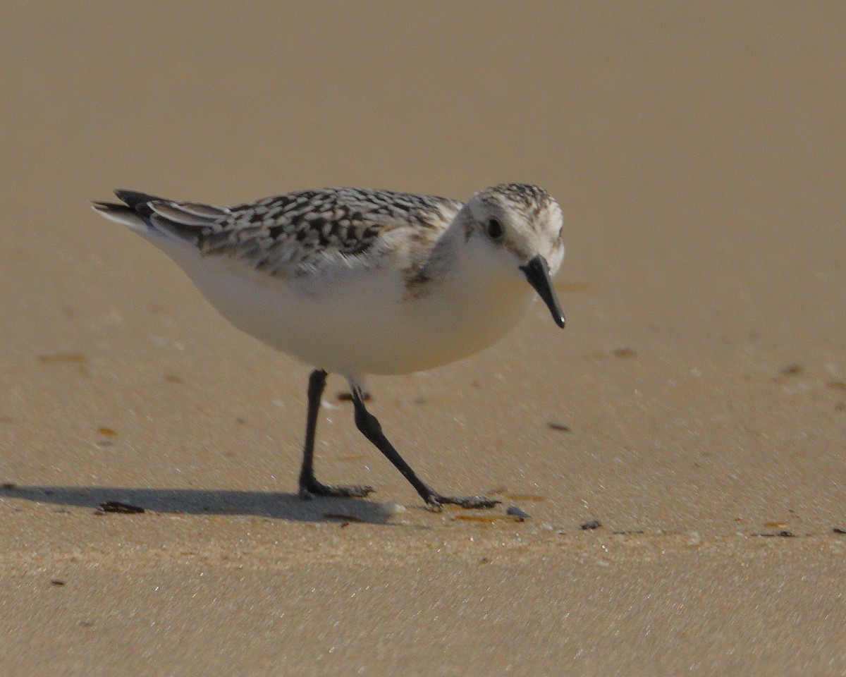Sanderling - ML428846531