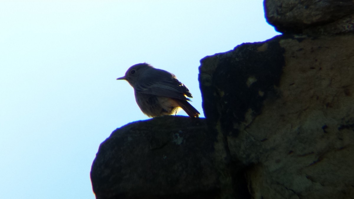 Rougequeue noir (gibraltariensis/aterrimus) - ML428846581