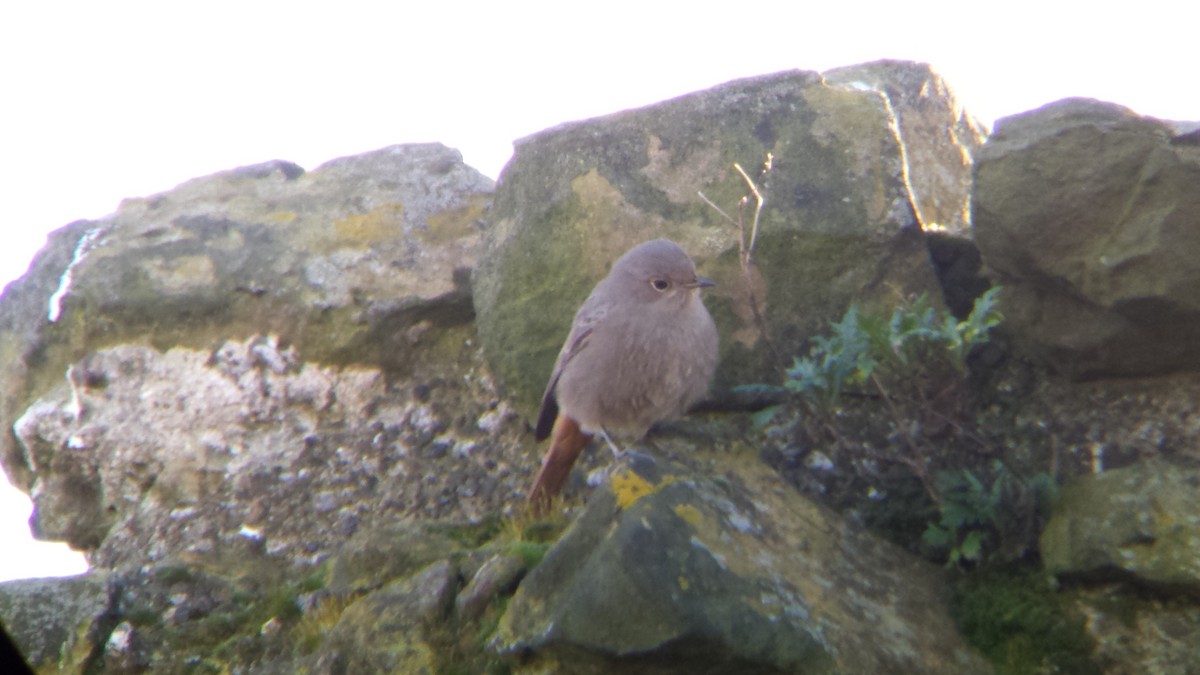 Rougequeue noir (gibraltariensis/aterrimus) - ML428846631