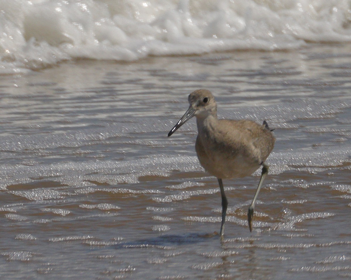 Willet - ML428846671