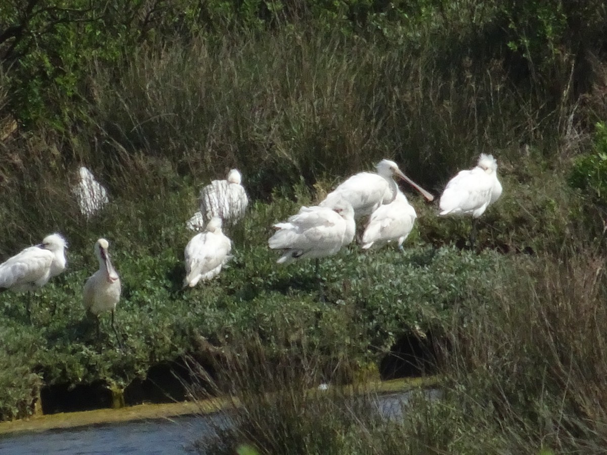 Eurasian Spoonbill - ML428846811