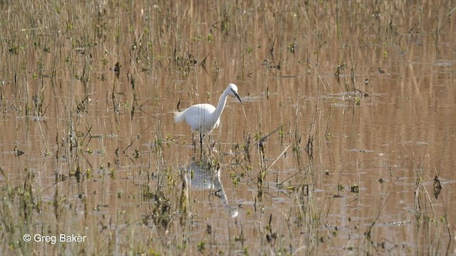 Little Egret - ML428848191