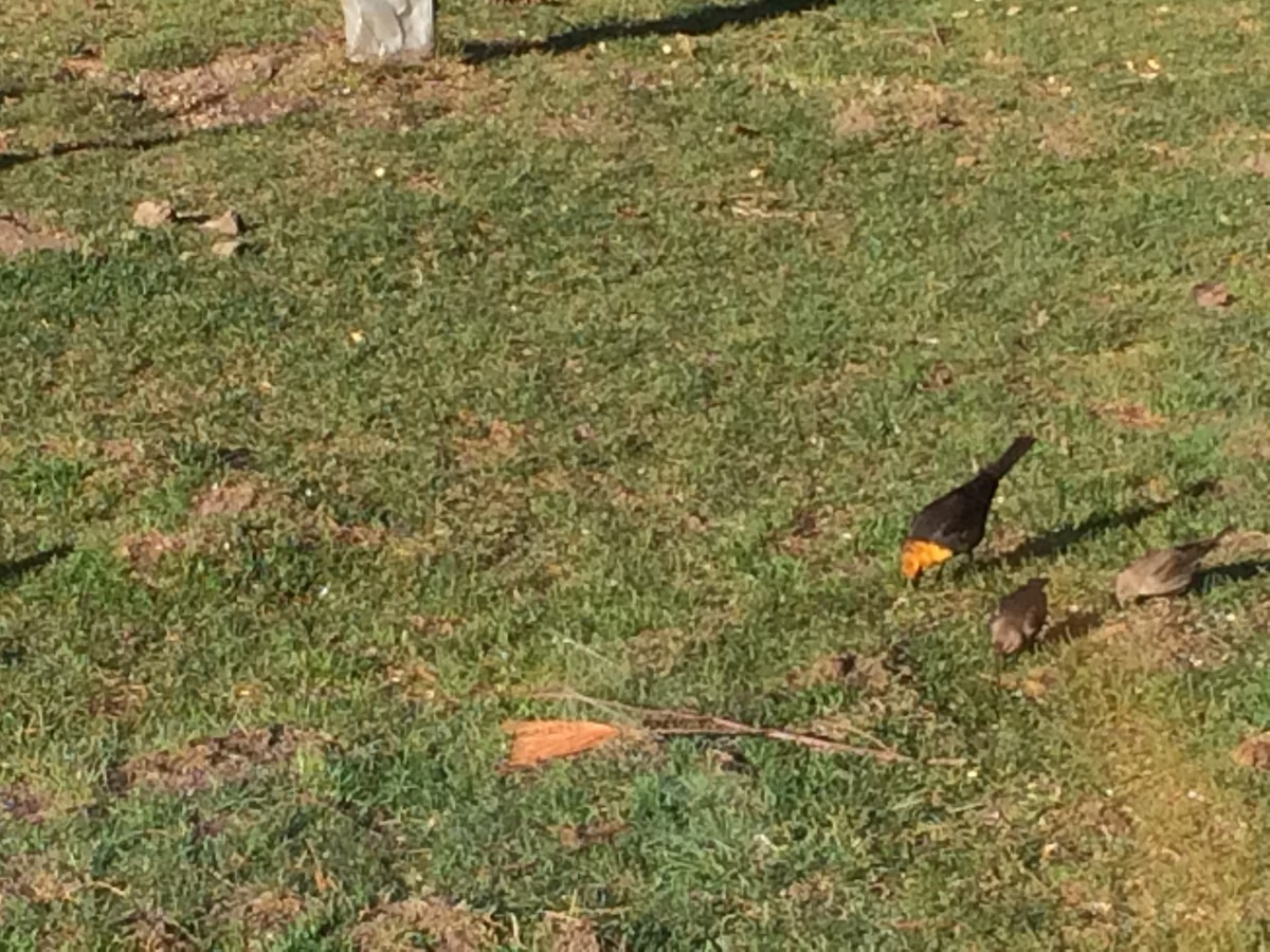 Yellow-headed Blackbird - ML428849301