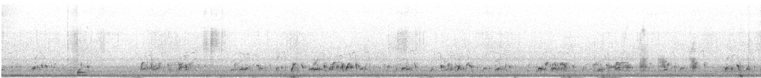 stripesandhøne (lichtensteinii gr.) - ML428850571