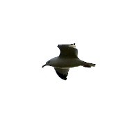 Делавэрская чайка - ML428850631