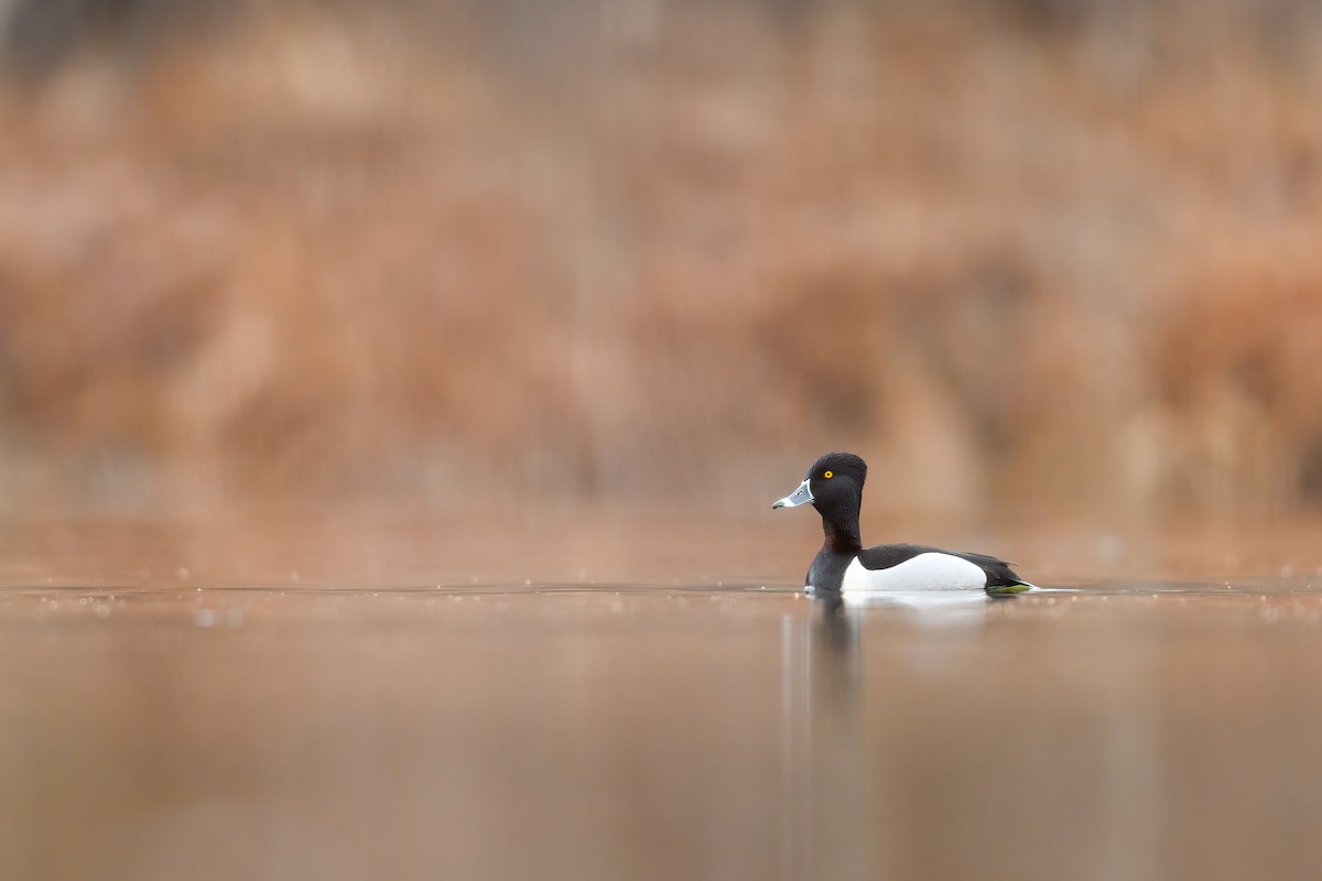 Ring-necked Duck - ML428851931