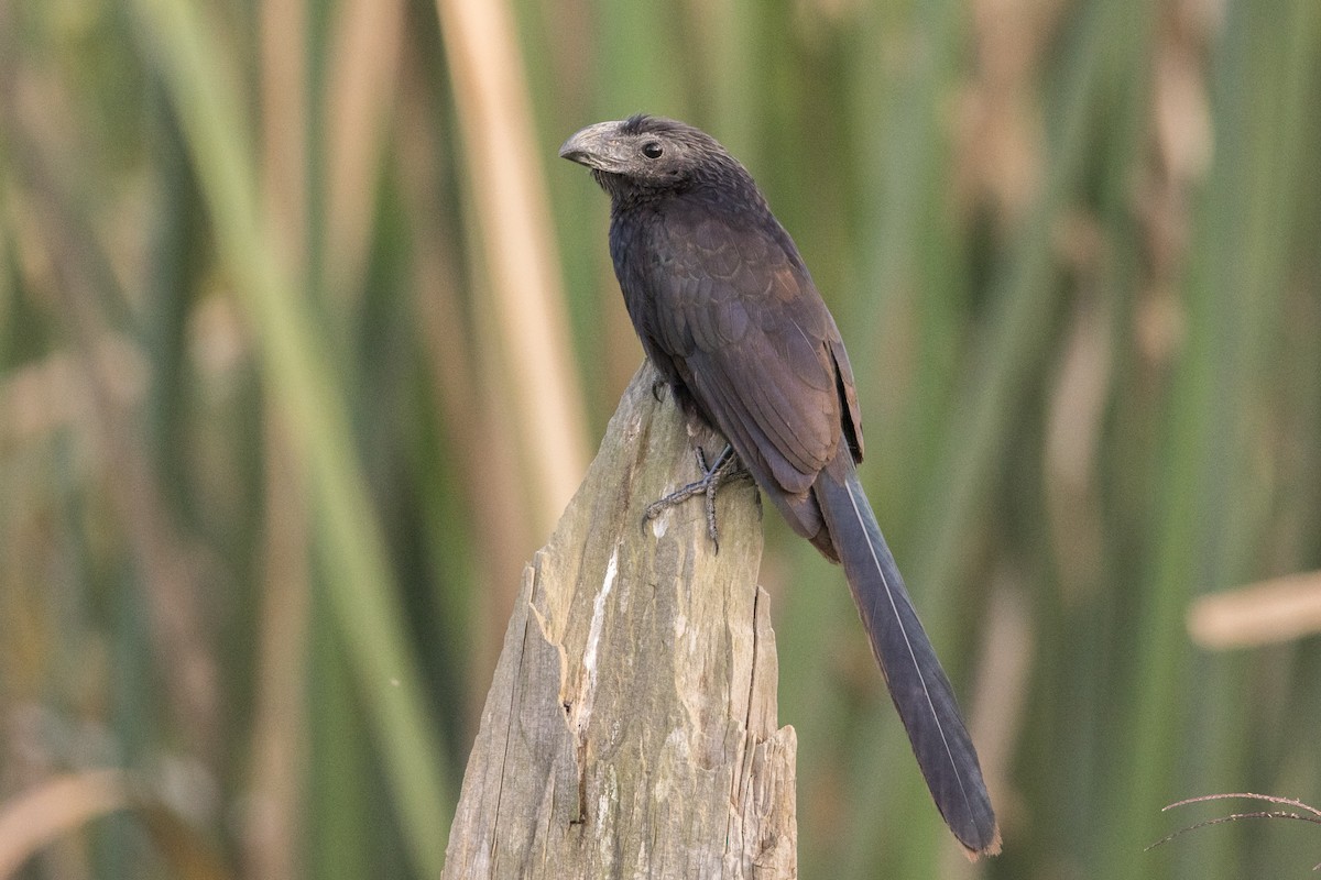 Groove-billed Ani - ML428852591