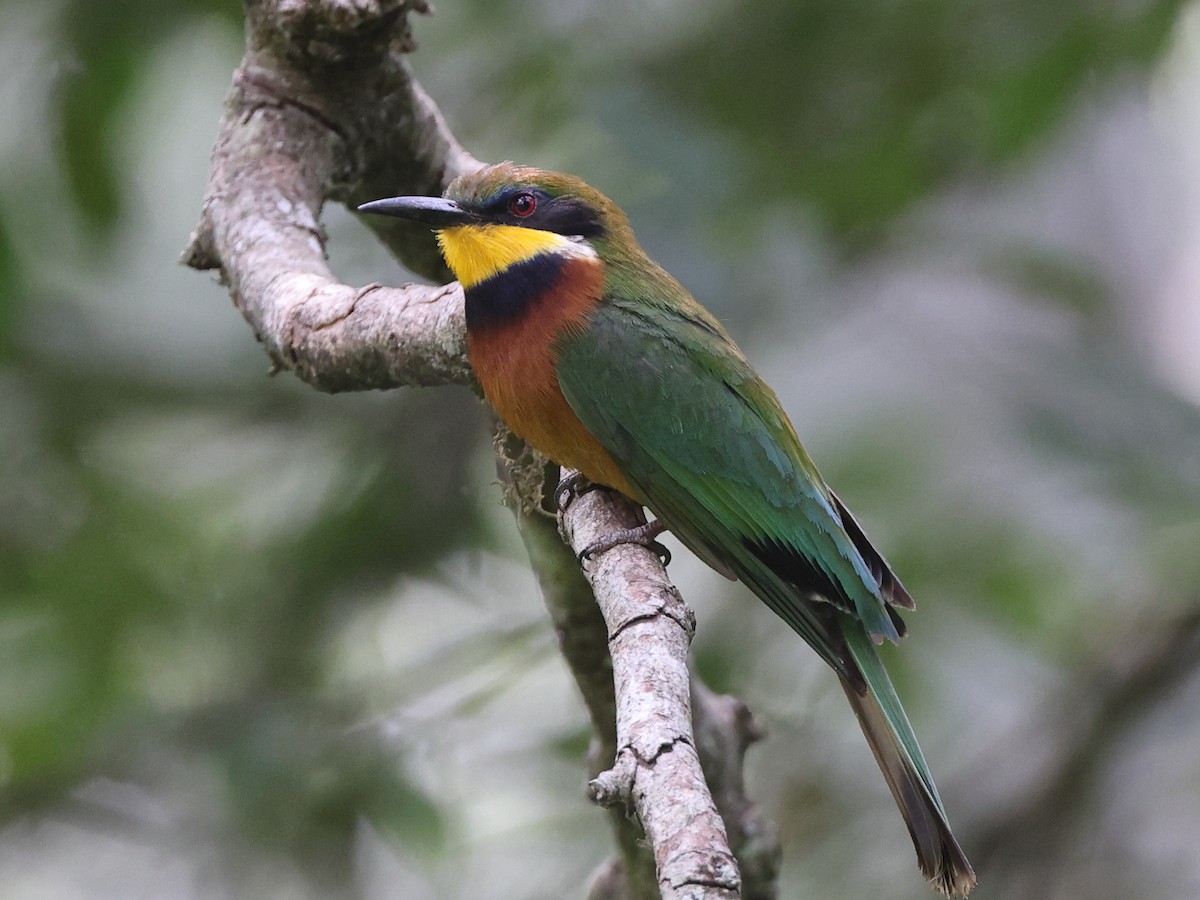 Cinnamon-chested Bee-eater - Myles McNally