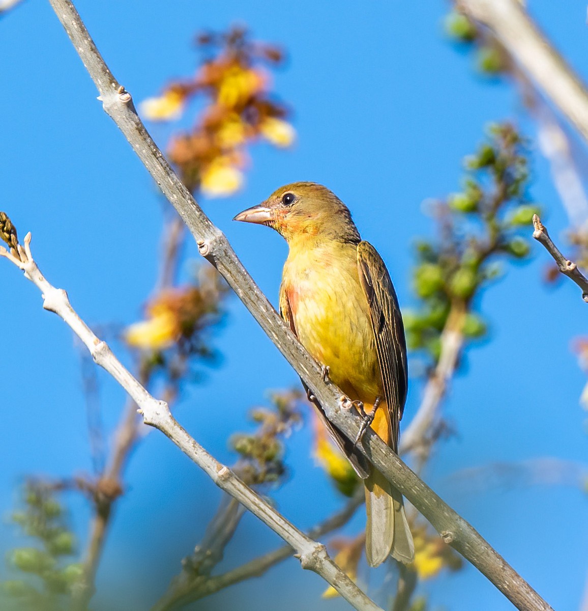 Summer Tanager - Mel Senac