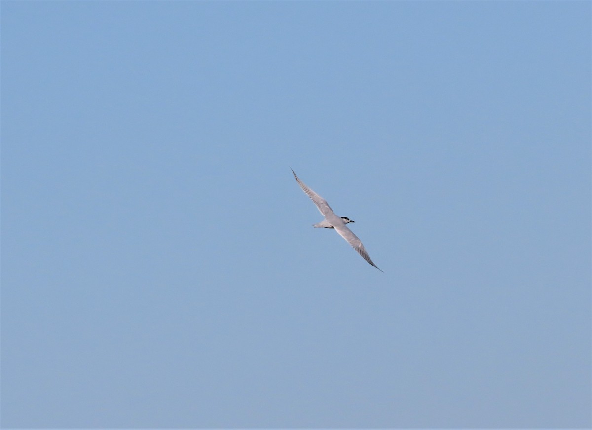 Gull-billed Tern - ML428854501