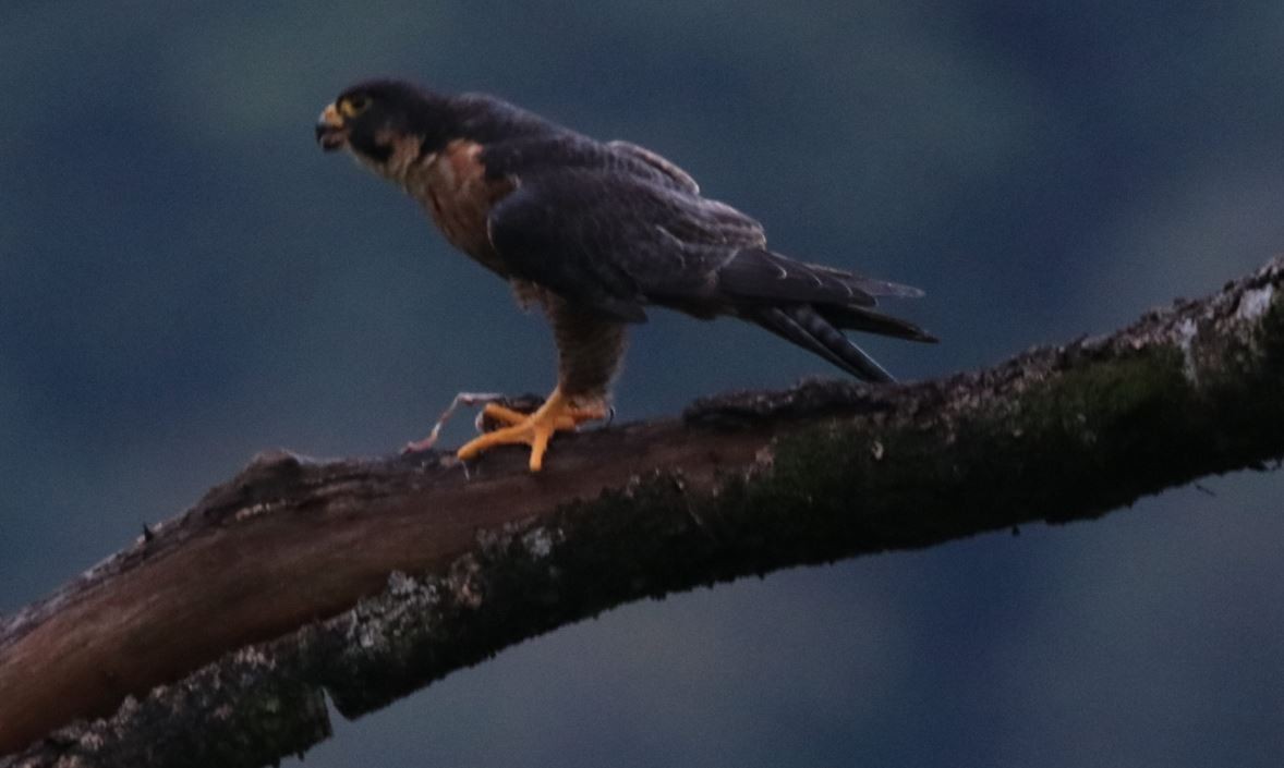 Peregrine Falcon - Avishek Chatterjee