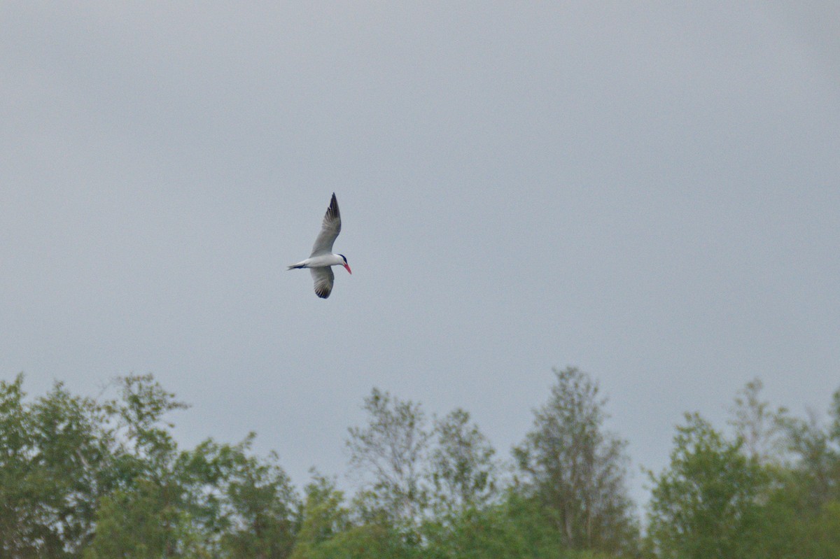 Caspian Tern - ML428857941