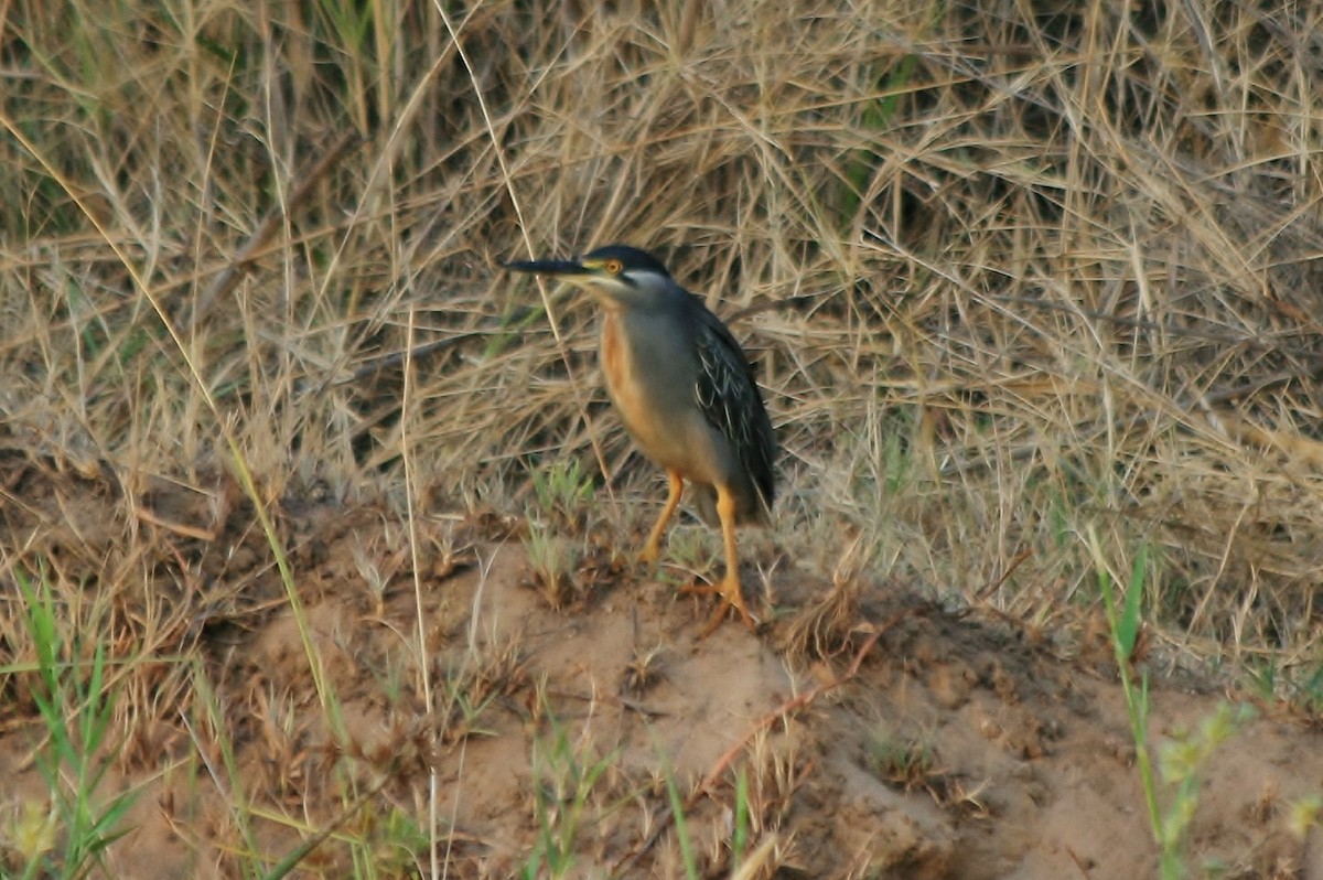 Striated Heron - ML428858391