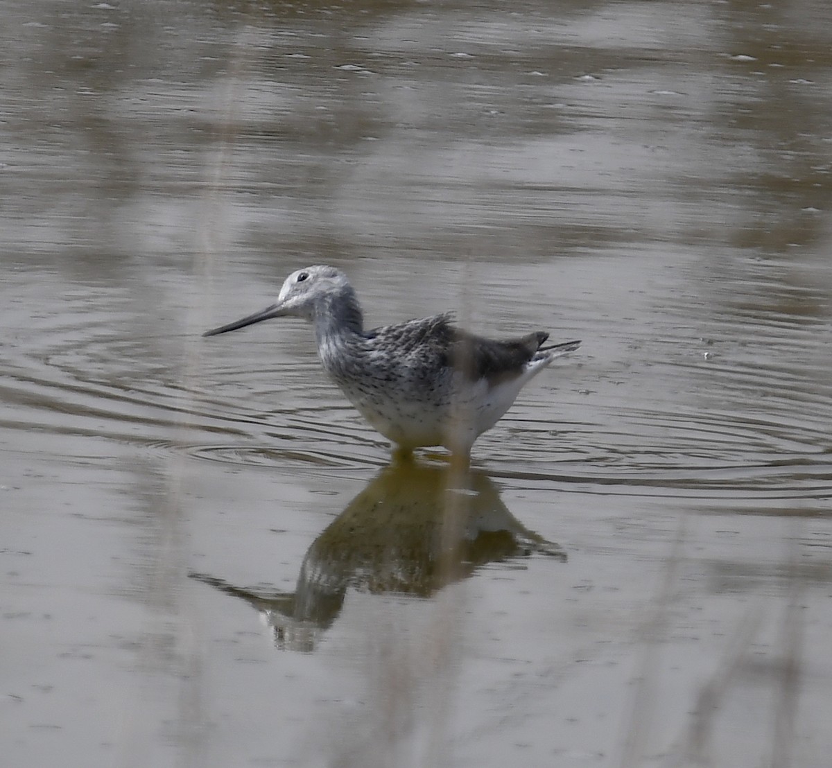 Common Greenshank - ML428860951