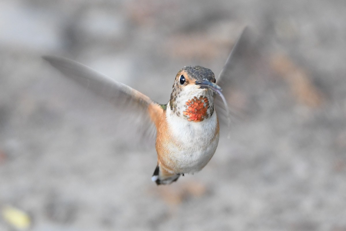 Allen's Hummingbird - ML428861211