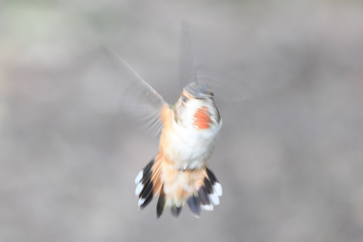 Allen's Hummingbird - Bart Wickel