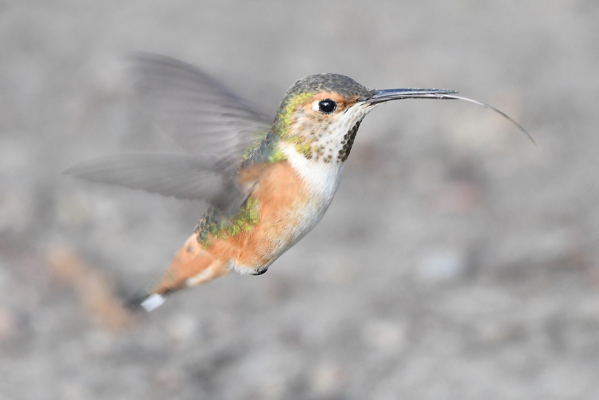 Allen's Hummingbird - ML428861311