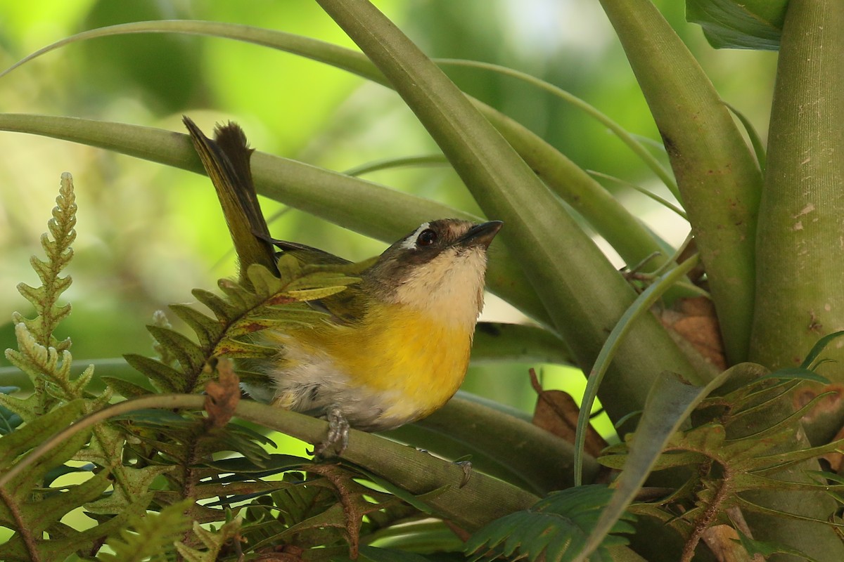 Common Chlorospingus (Argentina) - ML428861361