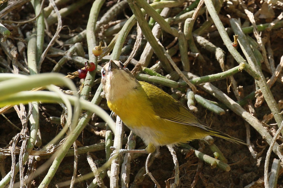 Common Chlorospingus (Argentina) - ML428861411