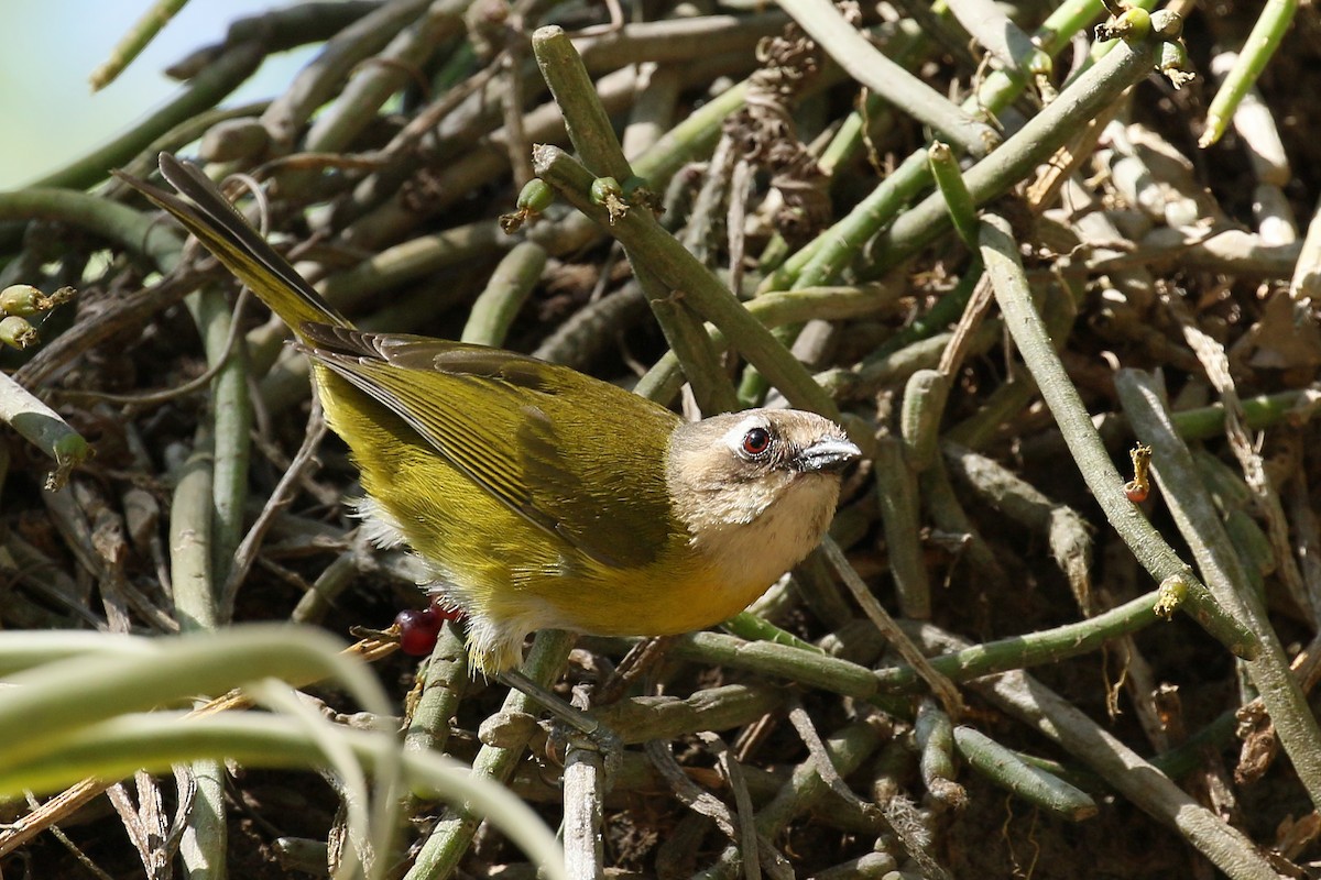 Common Chlorospingus (Argentina) - ML428861421