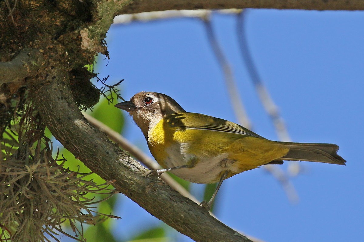 Common Chlorospingus (Argentina) - ML428861481