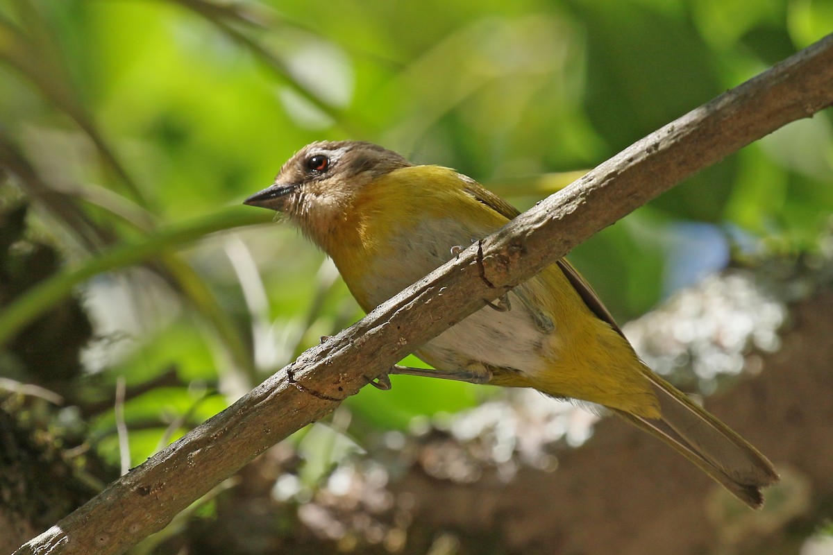 Common Chlorospingus (Argentina) - ML428861491