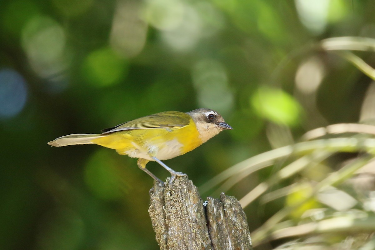 Common Chlorospingus (Argentina) - ML428861521