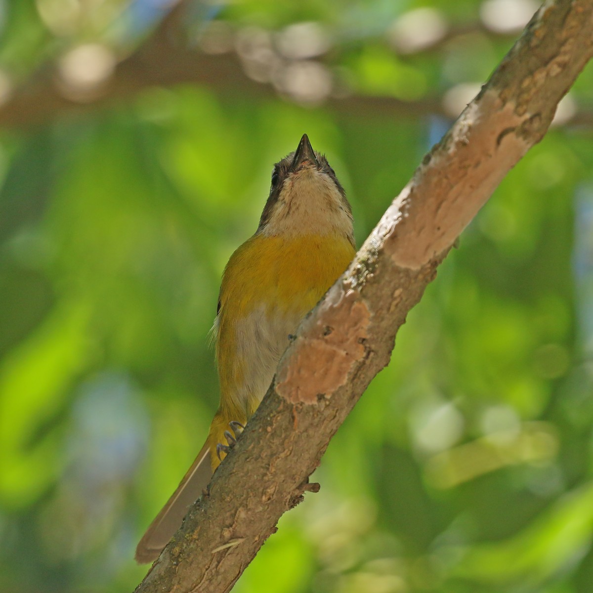 Common Chlorospingus (Argentina) - ML428861531