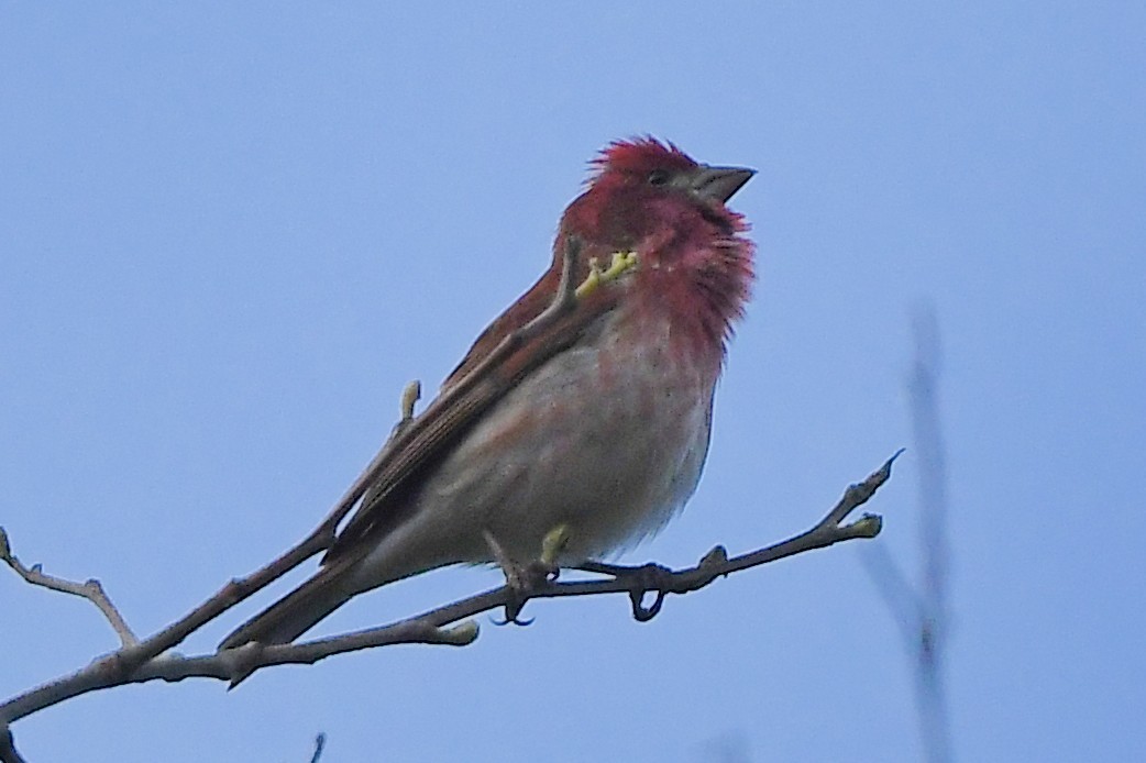 Purple Finch - ML428861631