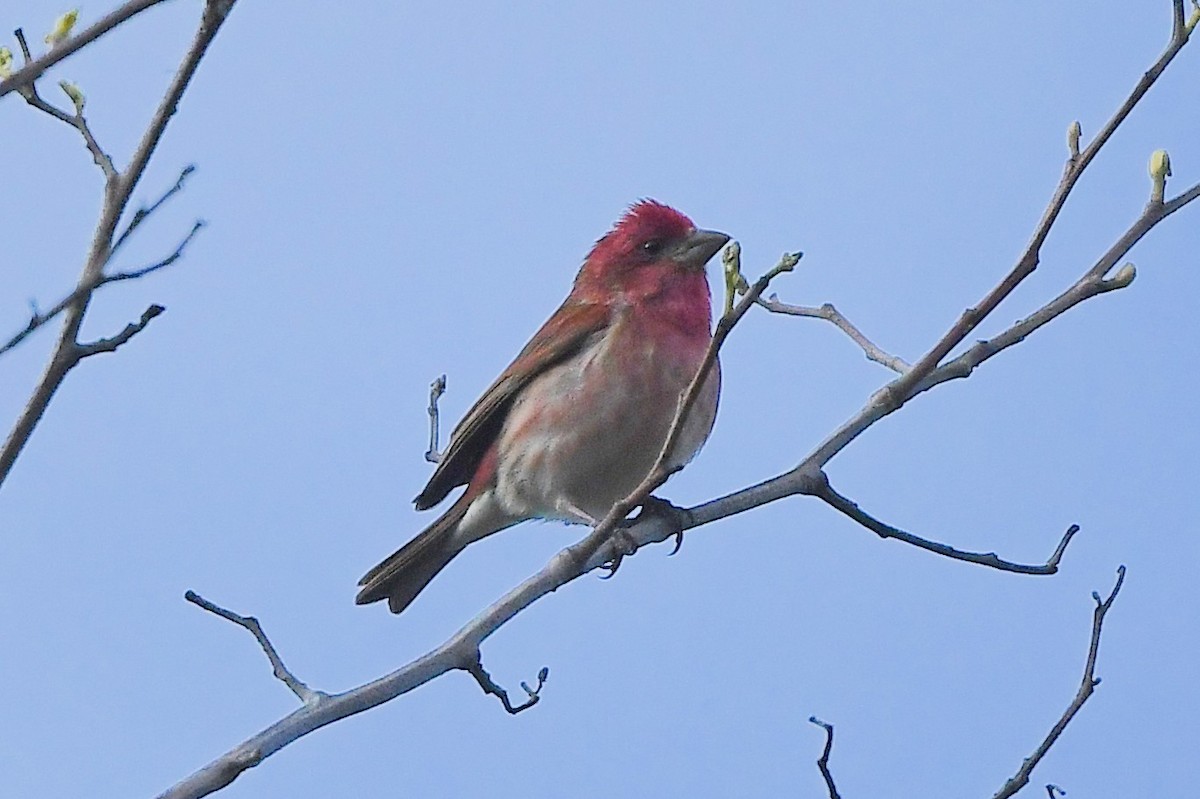 Purple Finch - ML428861641