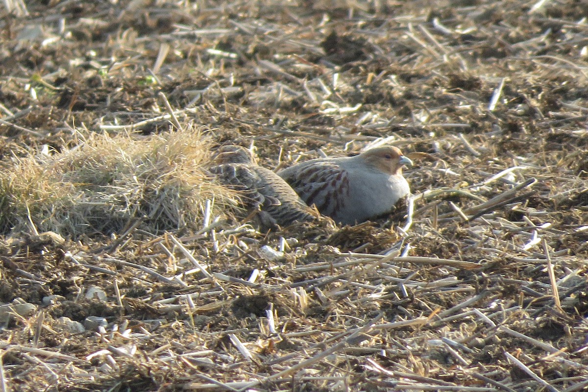 Gray Partridge - ML428862081