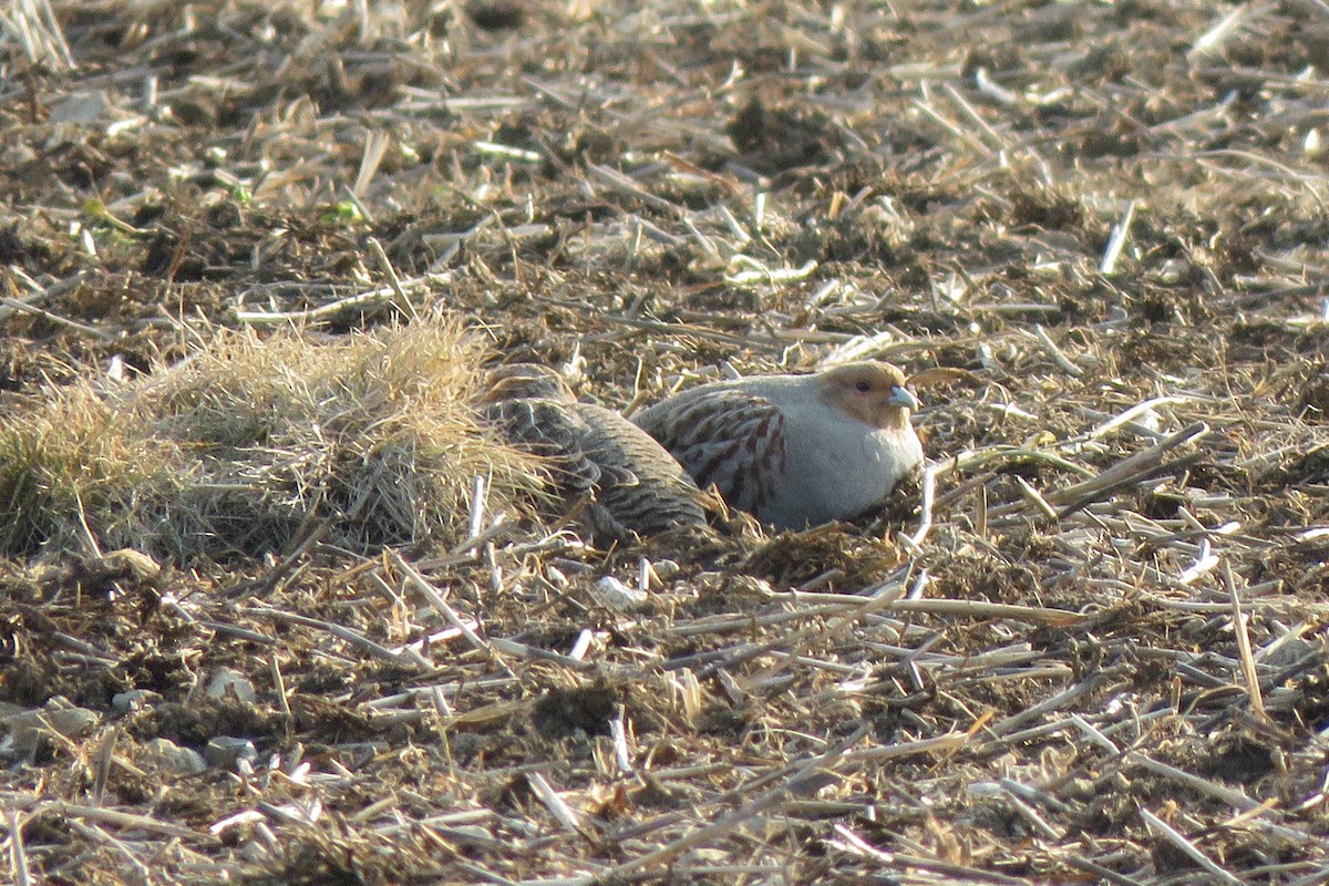 Gray Partridge - ML428862171