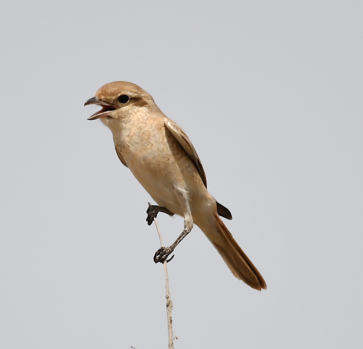 Isabelline Shrike - ML428862391