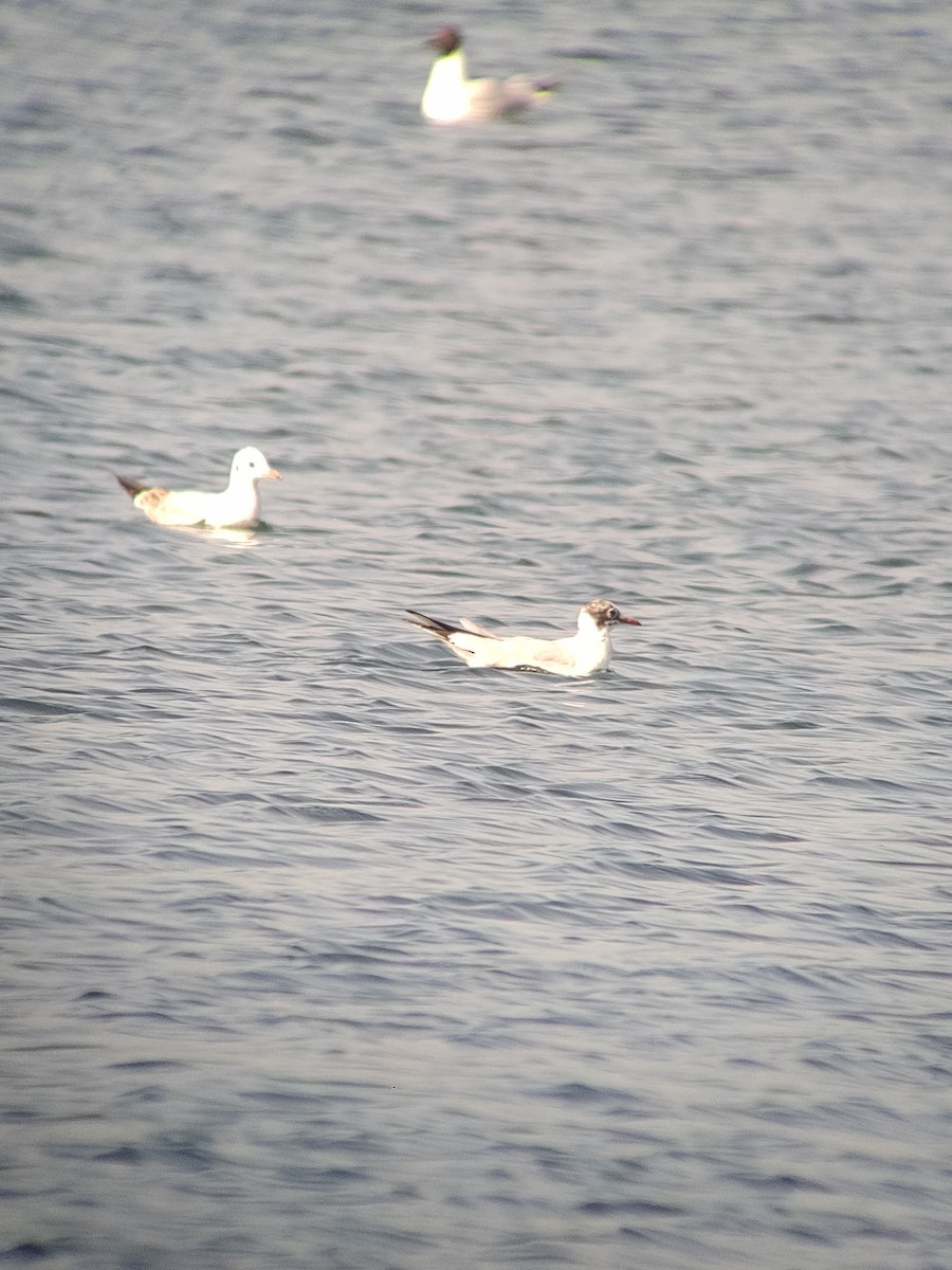 Black-headed Gull - ML428863261