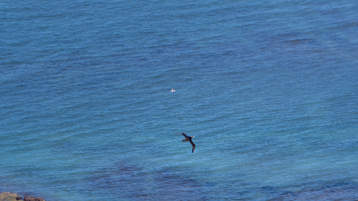 Southern/Northern Giant-Petrel - ML428863741