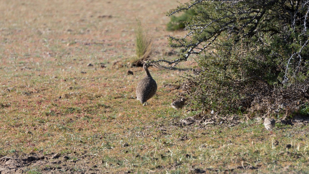 Elegant Crested-Tinamou - ML428864021