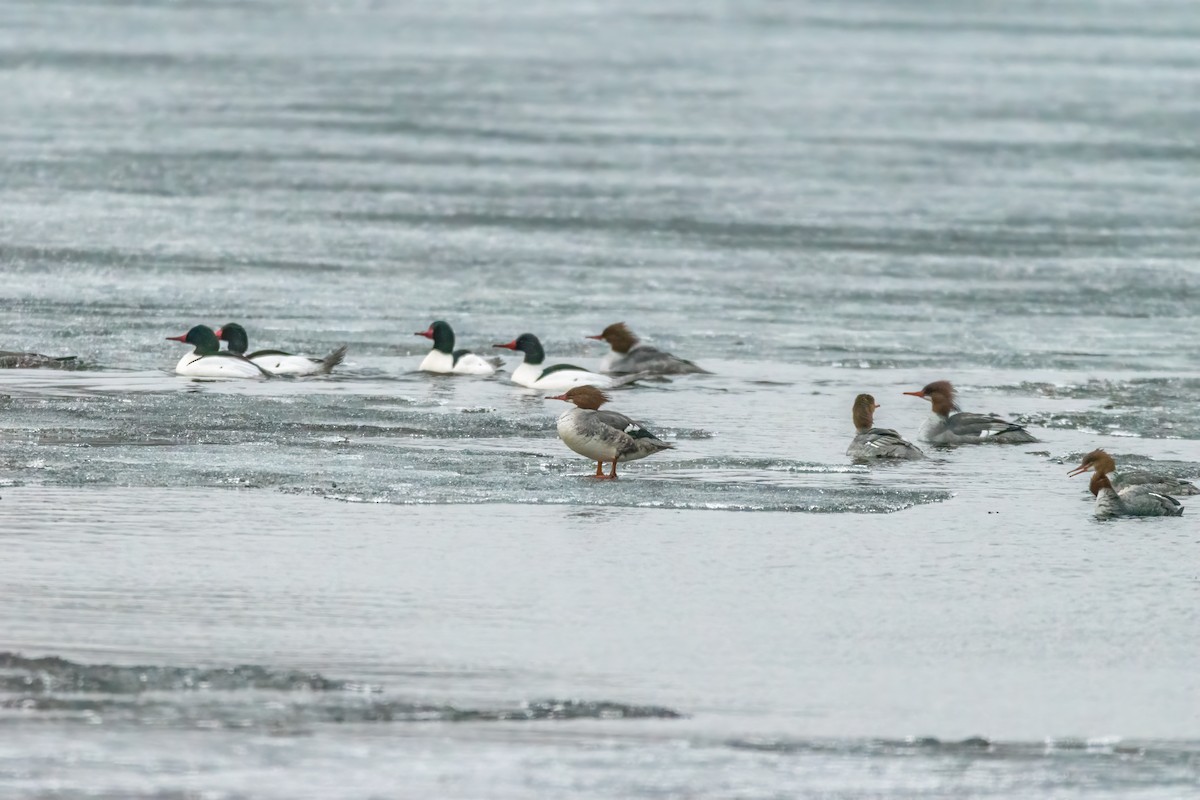 Common Merganser - Matt Saunders