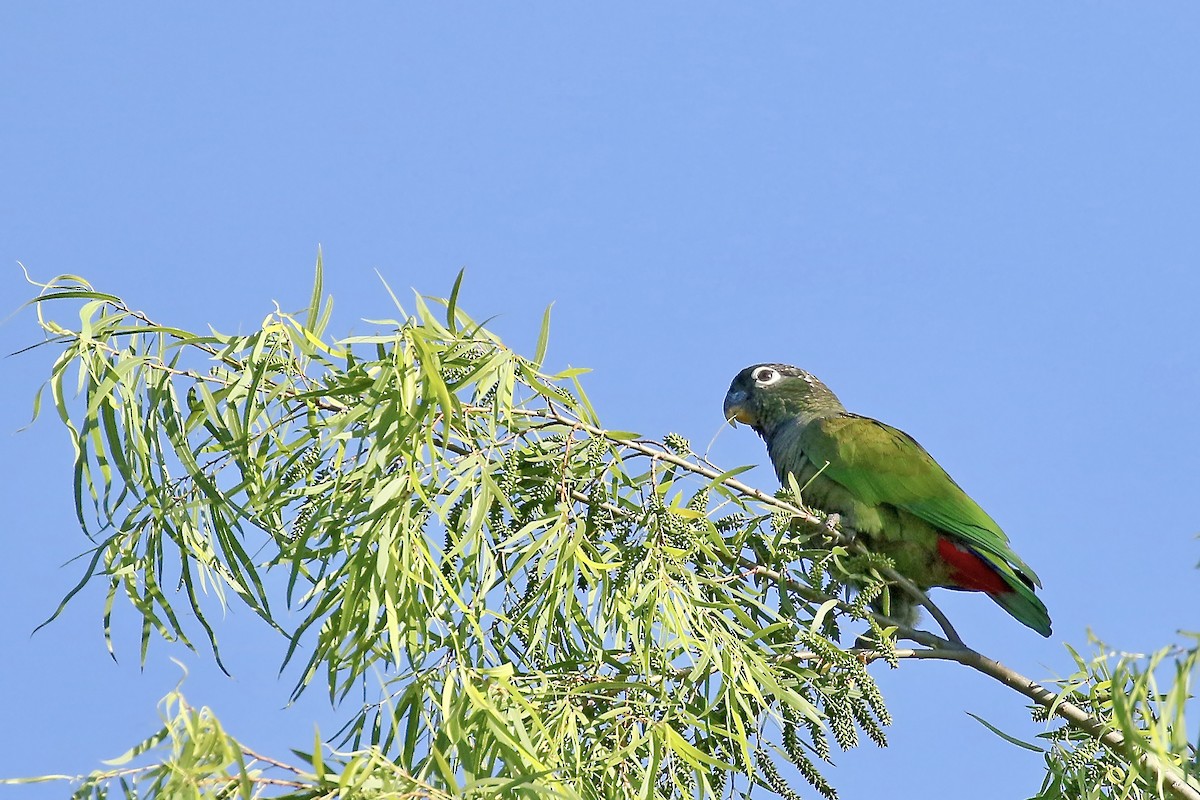 Scaly-headed Parrot - ML428864411