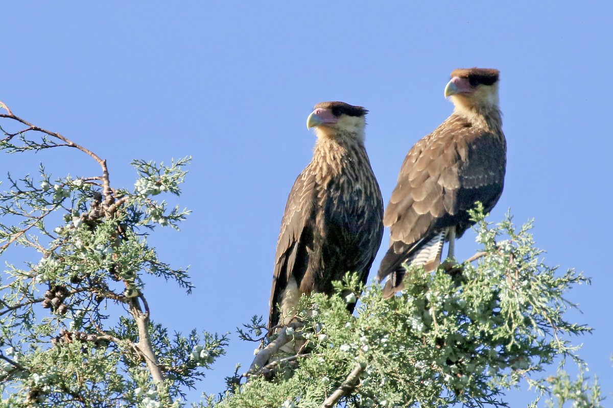 Crested Caracara (Southern) - ML428864811