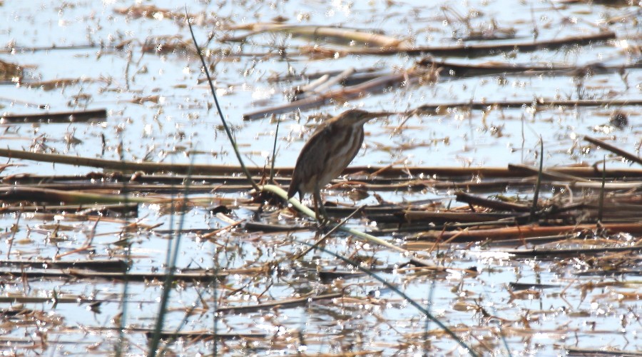 Least Bittern - ML42886491