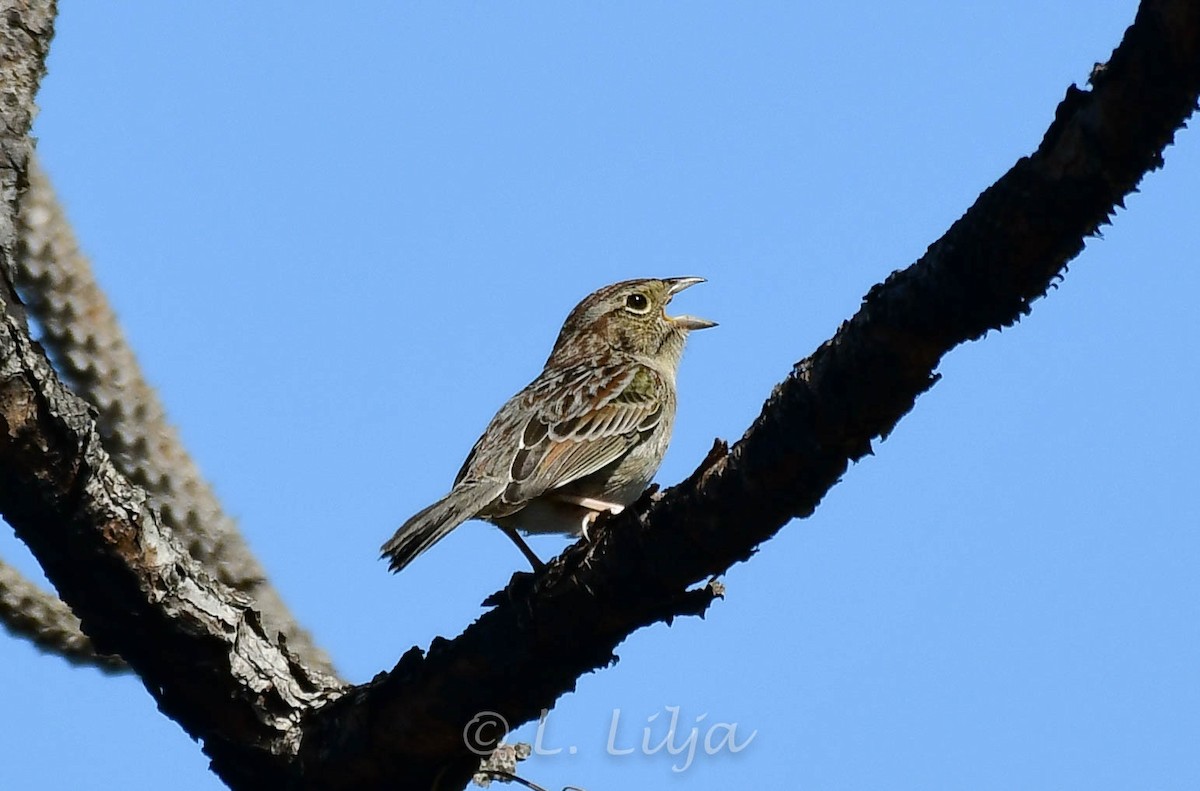 Bachman's Sparrow - ML428866311