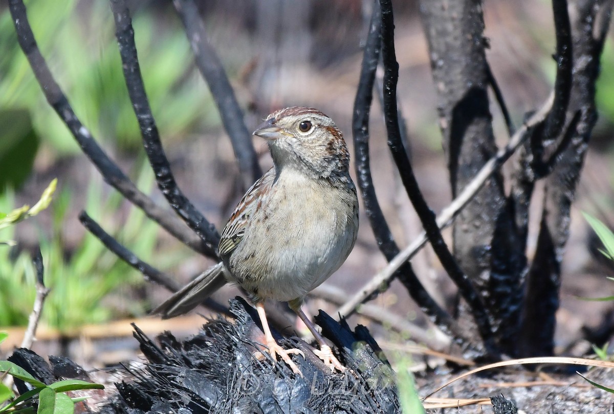 Bachman's Sparrow - ML428866371