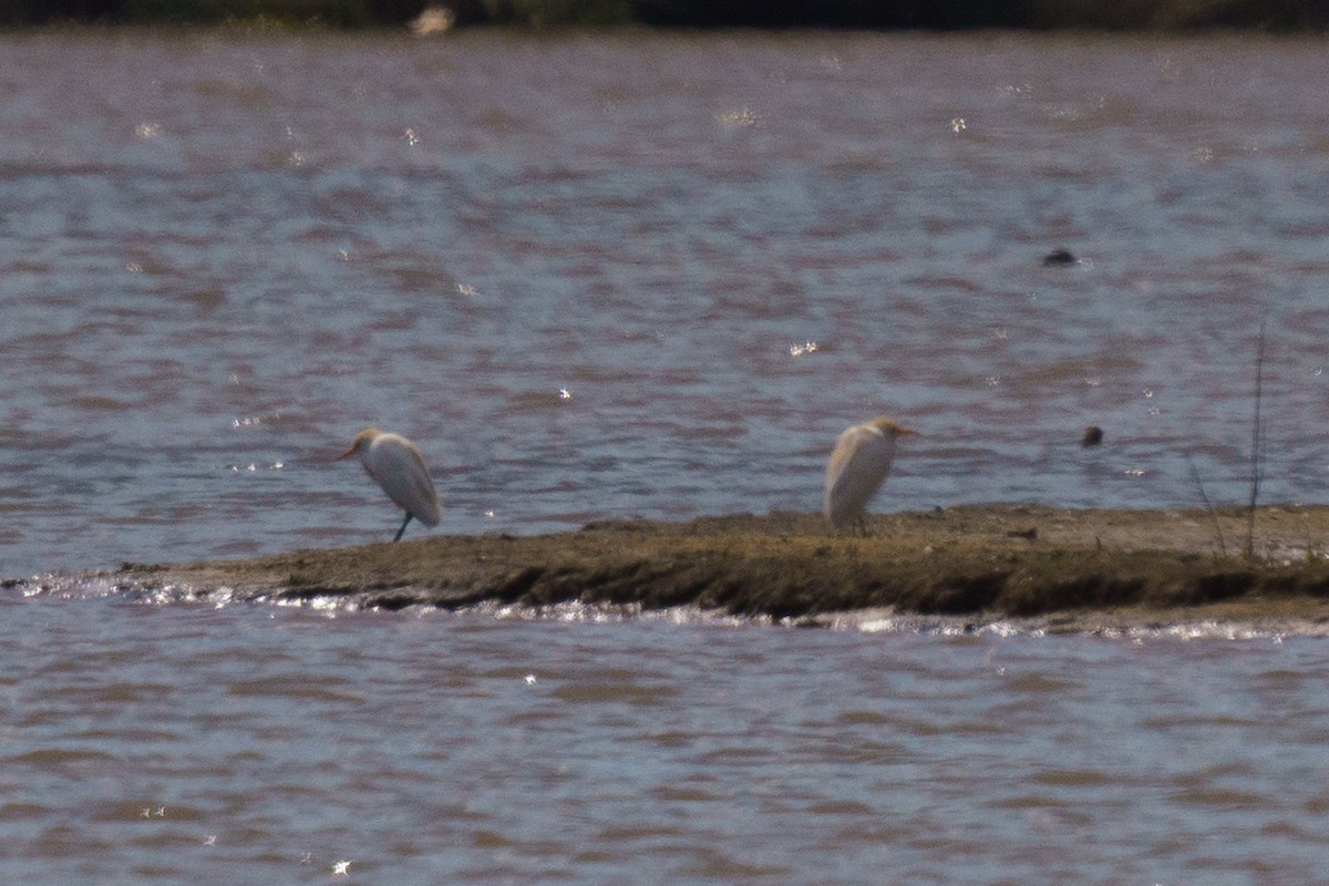 Western Cattle-Egret - ML428866421