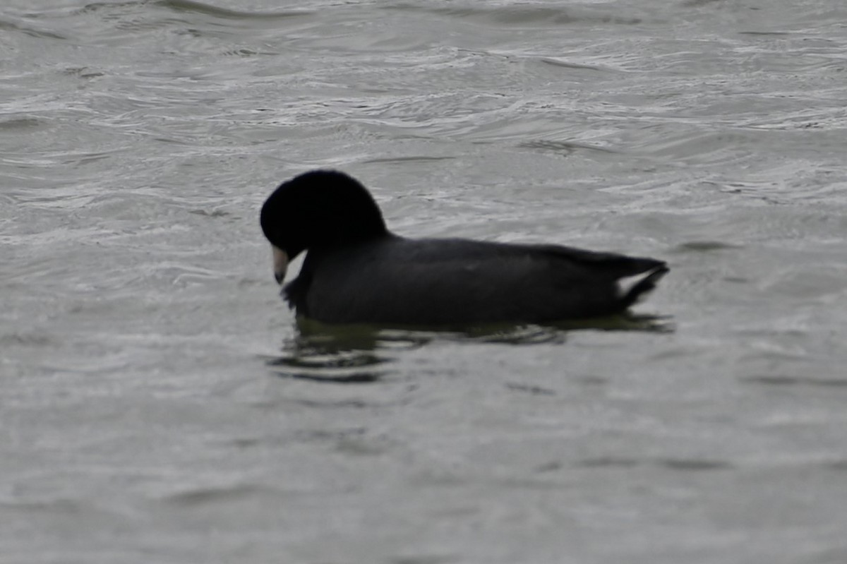 American Coot - ML428866581