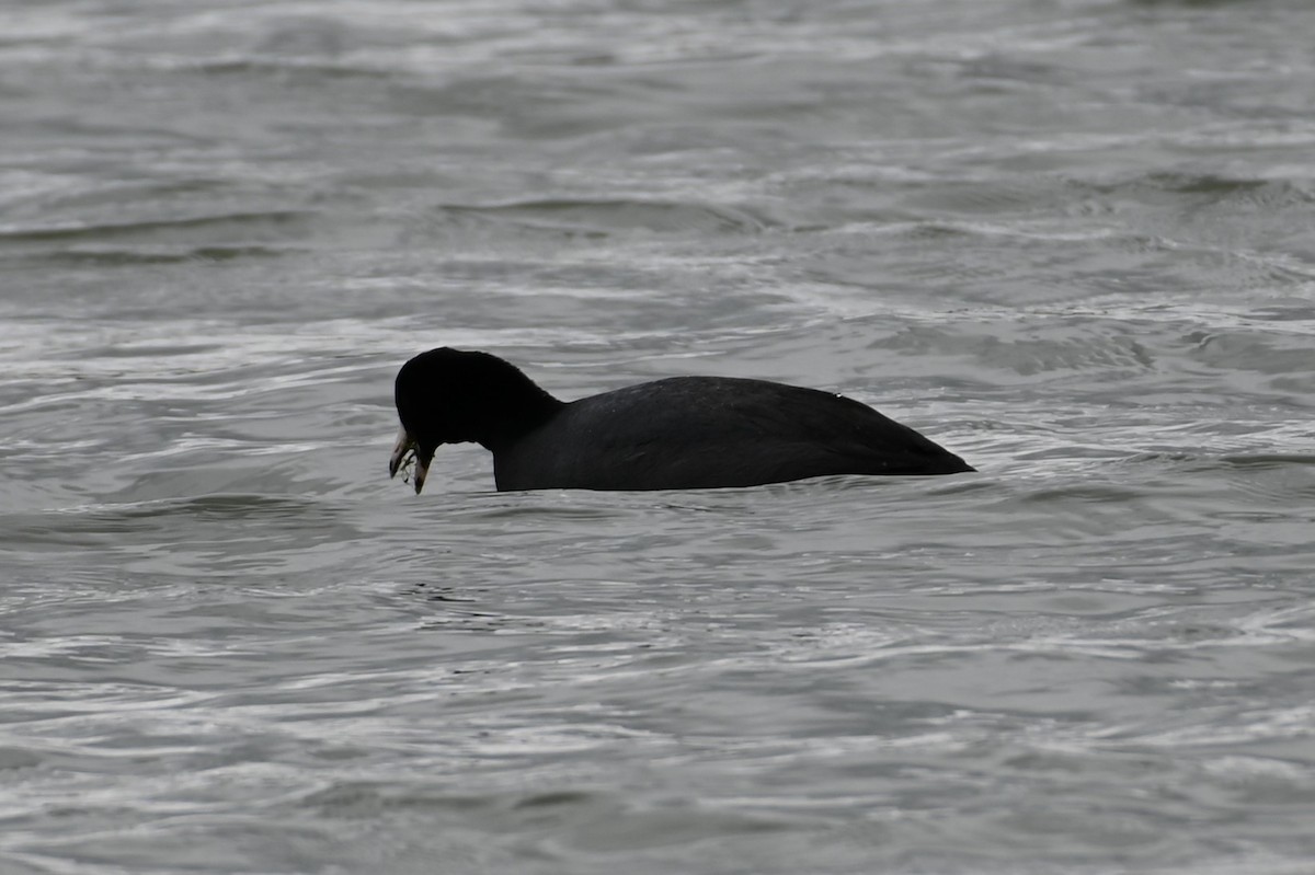 American Coot - ML428866611