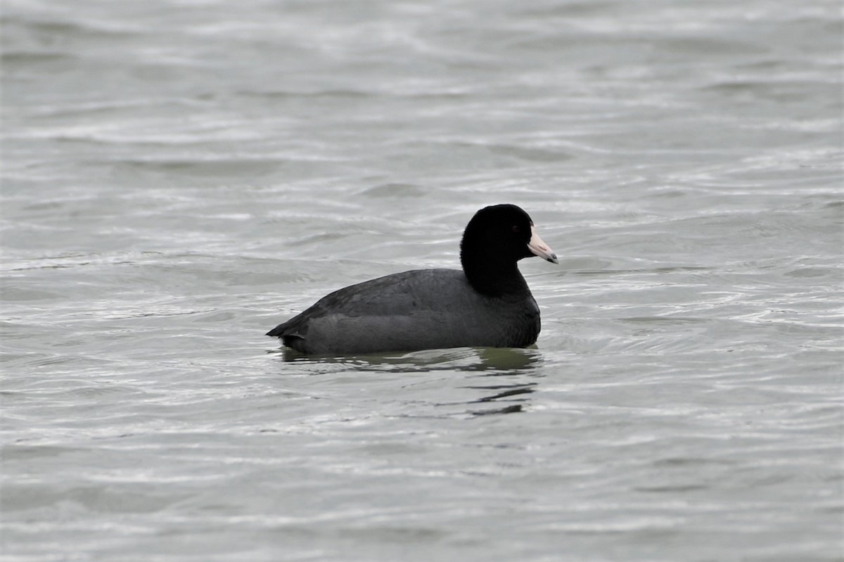 American Coot - ML428866621