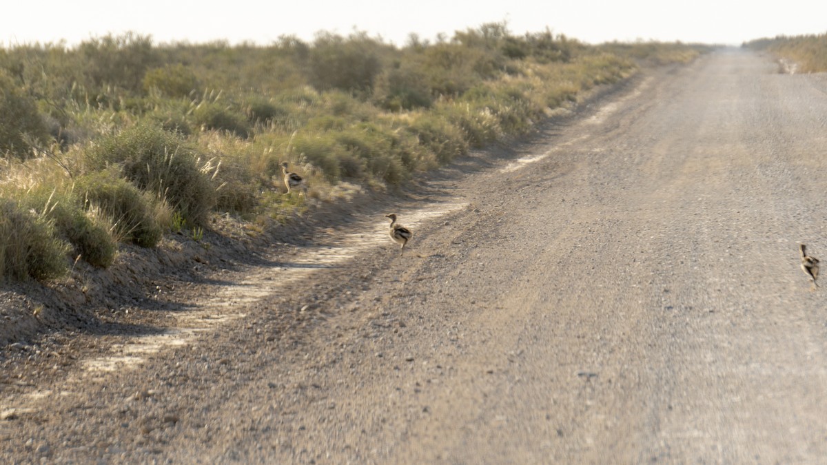 Lesser Rhea - Ariel Ligorria