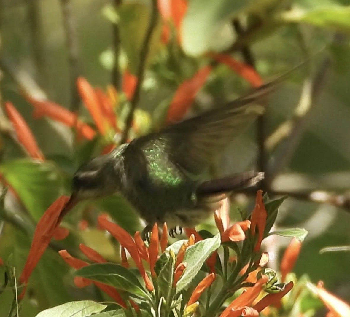 Broad-billed Hummingbird - ML428869741