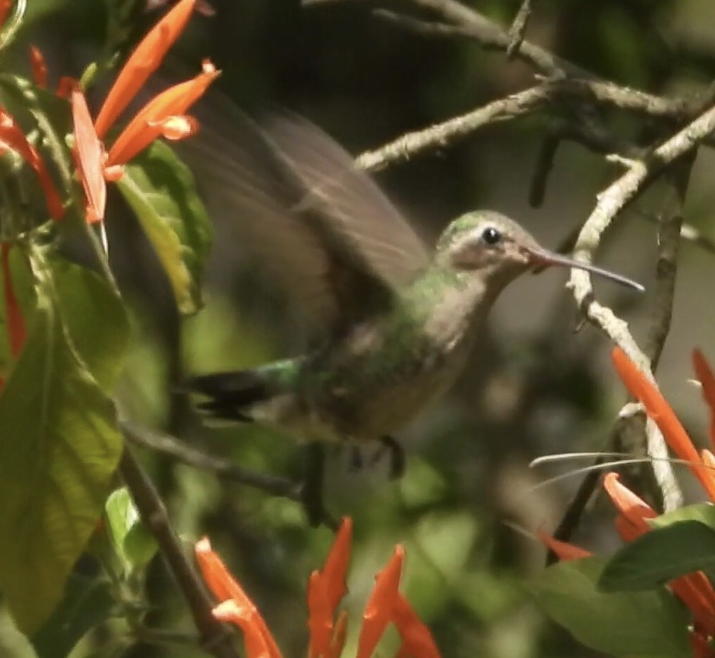 Broad-billed Hummingbird - ML428869751