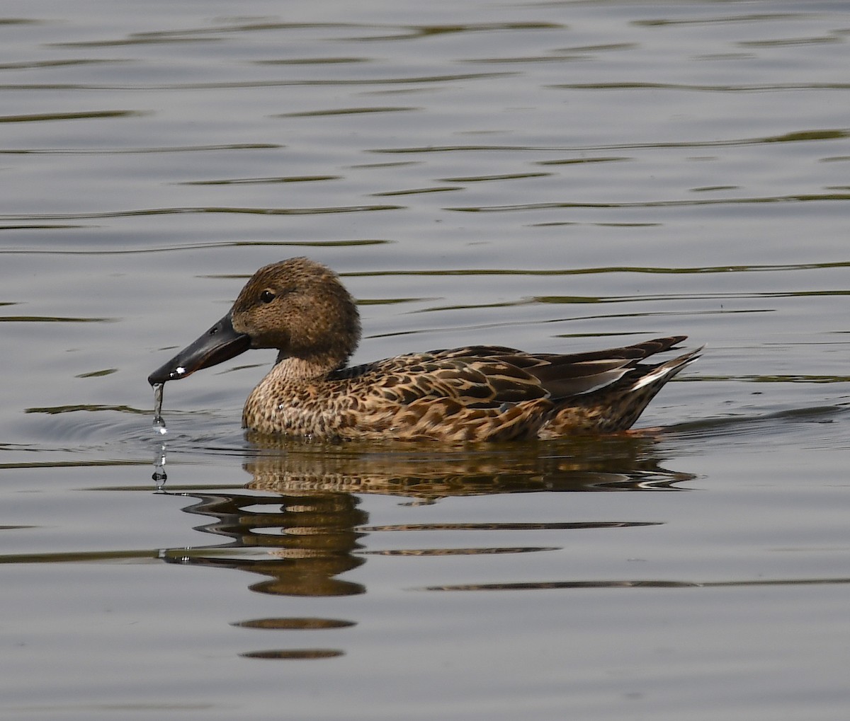 Northern Shoveler - ML428870421